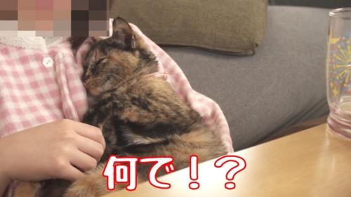 抱きつく猫