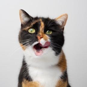 猫に食べさせてはいけない『危険な食材』4選 誤飲した場合のリスクや取るべき対処法も解説