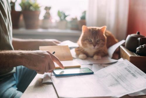 お金の計算をする飼い主を見ている猫