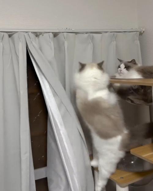 タワーから落ちそうな猫とタワーにいる猫2