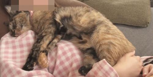 寝る猫