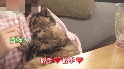 握手する猫