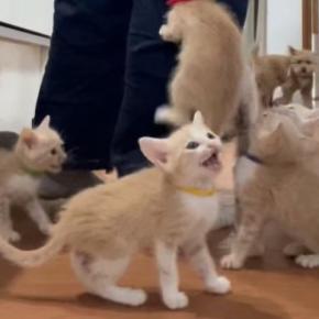 ごはんの準備を始めると、『子猫たち』が…想像を超える『全力アピール』に「地獄のような天国w」「体に貼り付けるww」と爆笑の声続出