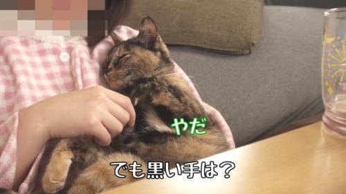 握手を嫌がる猫