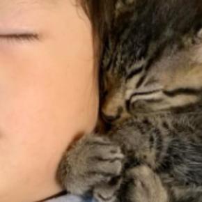 ソファを見たら、『赤ちゃんと子猫たち』が集まっていて…とんでもなく尊い『お昼寝の様子』に2万いいね「反則級の可愛さ」「幸せしかない」