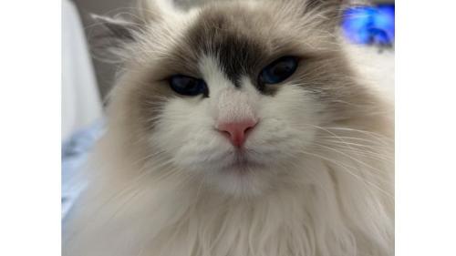 猫の顔