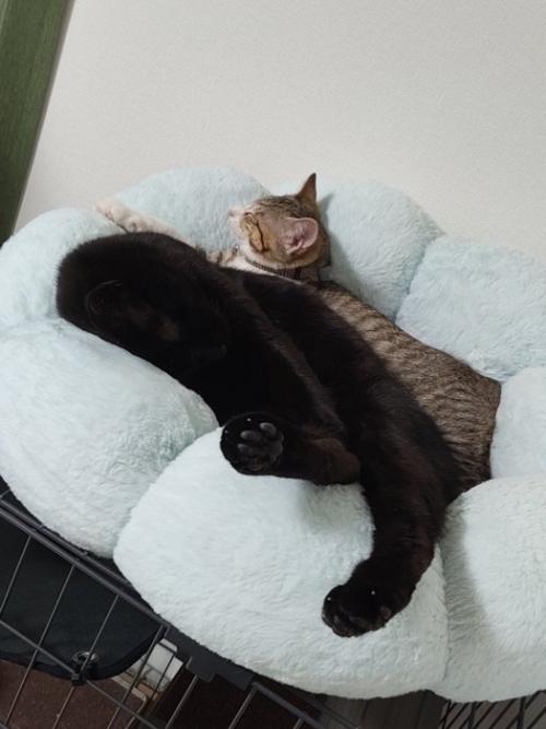 猫ベッドで寝る2匹の猫