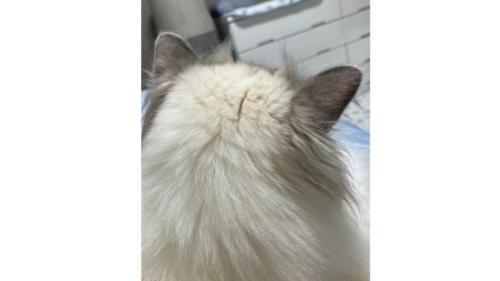猫の後頭部
