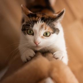 猫を飼うなら覚悟したい『ネガティブ』な瞬間5選 よくある困りごとや上手な向き合い方