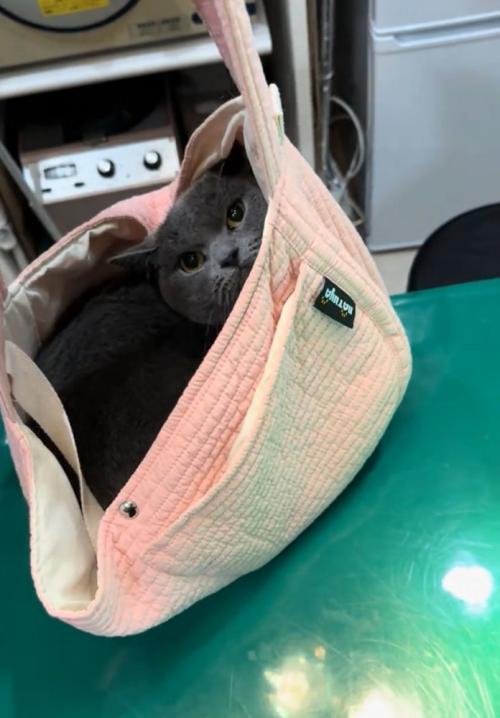 バッグに入った猫