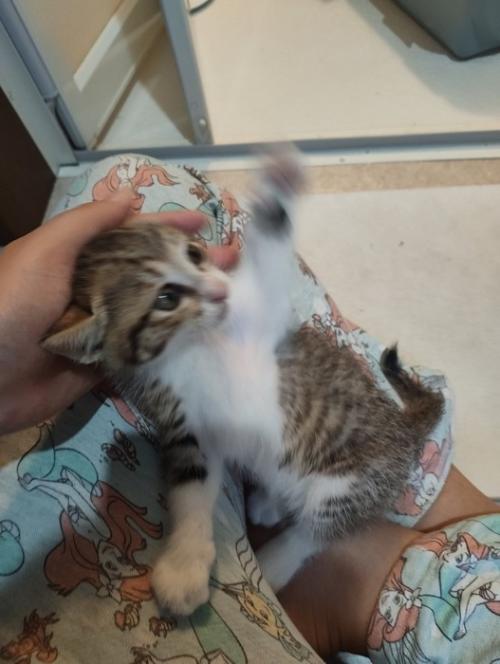 前足をあげて振り向く子猫