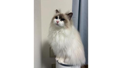 室内にいる猫
