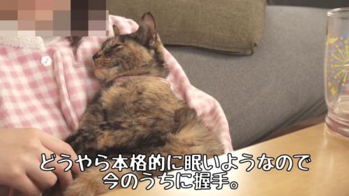 眠そうな猫