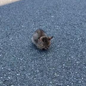 道路の真ん中でフリーズしていた子猫…『放っておいたら後悔する』と愛のあふれる『決断』に4万いいね「優しさに涙が出た」「ありがとう」