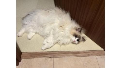 室内にいる猫