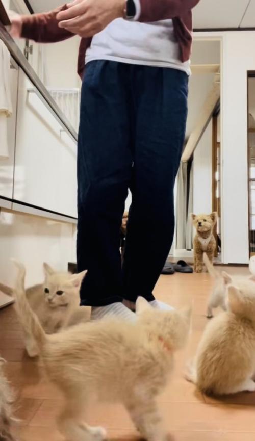 投稿主さんのごはんの準備が待ちきれず騒ぐ子猫たち