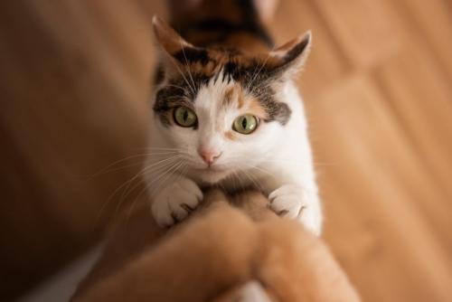爪とぎで爪を研ぐ猫