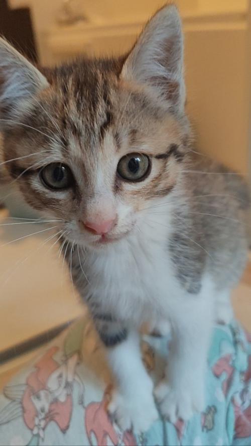 カメラ目線の子猫