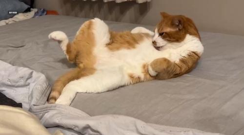 横になって毛繕いをする猫
