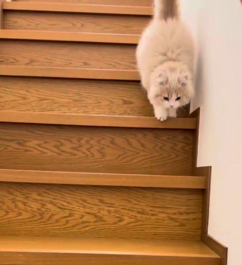 両足をそろえて階段を降りる猫2