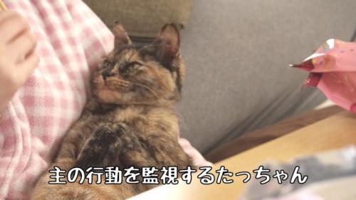 ウトウトする猫