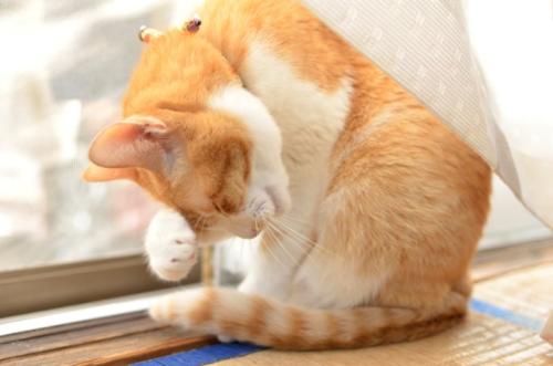 毛づくろいをする猫