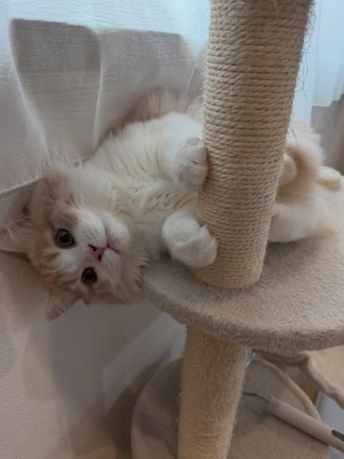 タワーで寝そべる猫