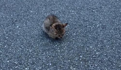 道路にたたずむ小さな子猫