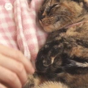 抱っこされる甘えん坊猫→左のおててを触ろうとすると…予想外の『かわいい反応』が44万再生「何回も見てしまったｗ」「ホント不思議ｗ」