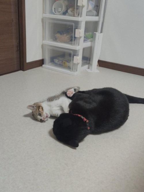 向かい合って横になる2匹の猫