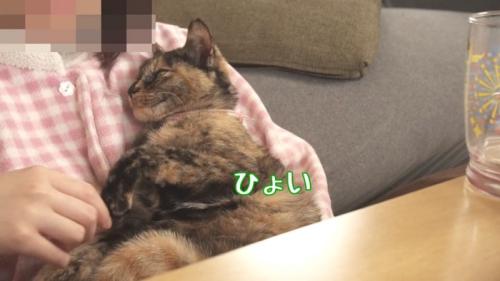 握手を拒否する猫