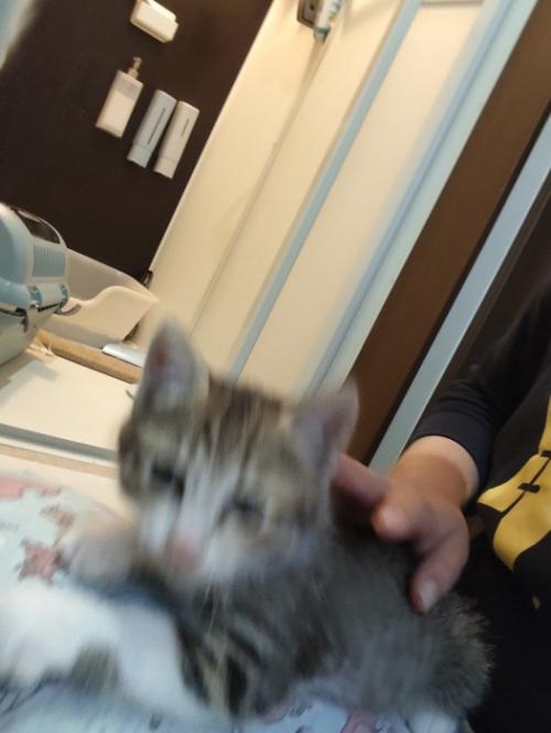 子猫の正面のブレた写真