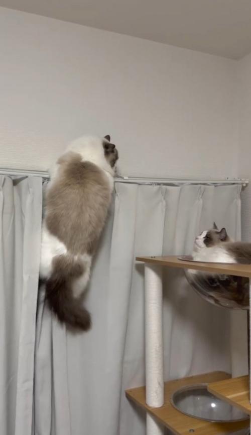 レールにつかまる猫とタワーにいる猫
