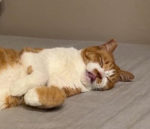 眠たそうに口を動かす猫