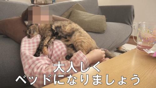 抱っこされる猫