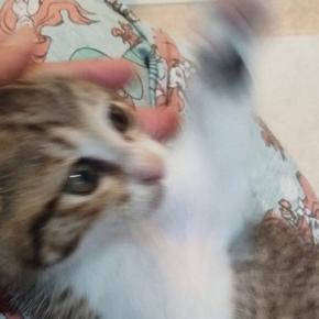 SNSに投稿しようと保護子猫を撮影→全然綺麗に撮れなくて…笑ってしまう光景に1万いいね「元気いっぱいww」「躍動感がすごい」