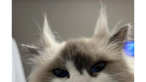 猫の顔