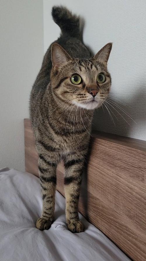 キジトラのおこめくん