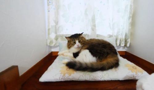 何かを見つめる猫