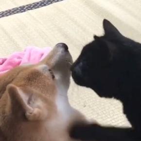 『柴犬と遊びたい黒猫』、一生懸命アピールをして…ほっこりするやり取りが64万再生「胸がキュンキュンした」「自然と口角が上がる」