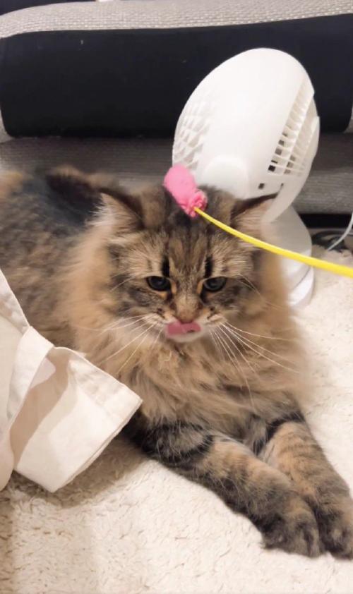 猫じゃらしで遊ぶ猫