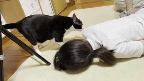 ハチワレ猫が人の体の匂いを嗅いでいる様子