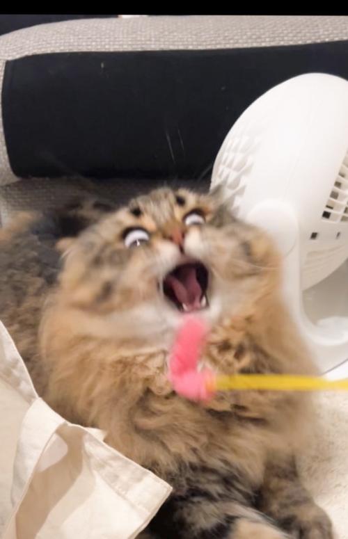 猫じゃらしで遊ぶ猫