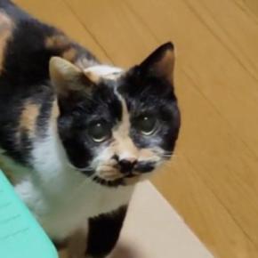「21歳だなんて信じられない」→高齢の三毛猫の『動き』を見ていると…驚きの光景に6万いいね「大事にされているのがわかる」「凄すぎる」