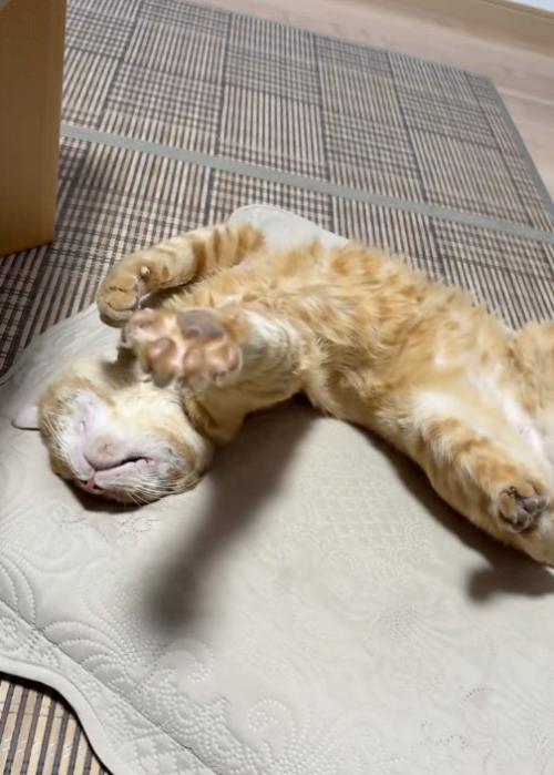 伸びる猫
