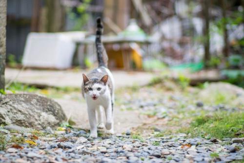 駆け寄ってくる猫