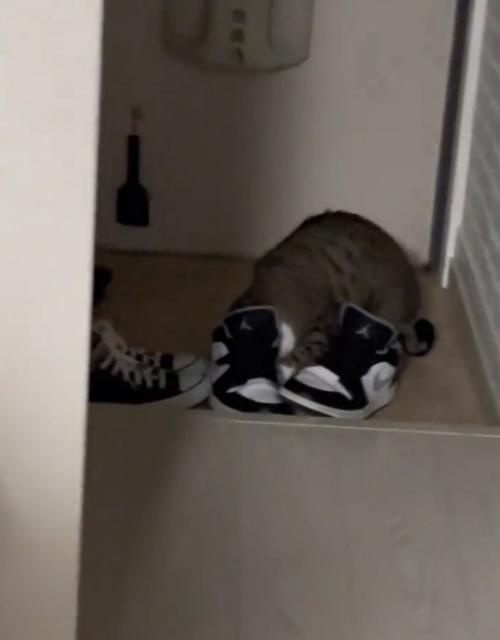 靴に顔を突っ込む猫