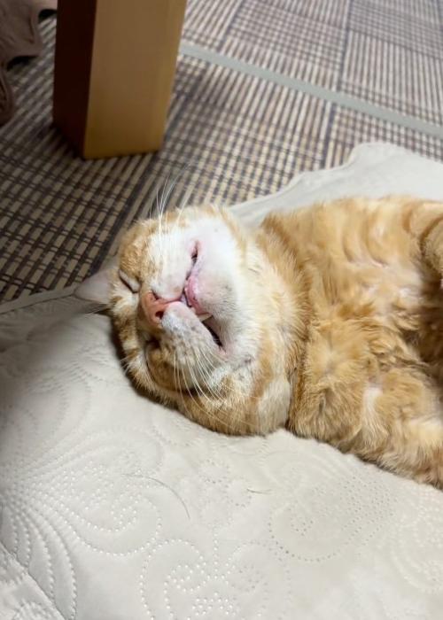 リラックス猫