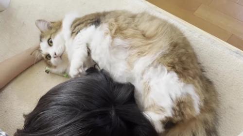 寝ころんだ長毛猫