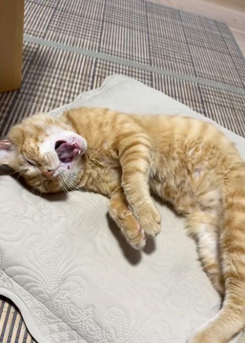 口を開ける猫